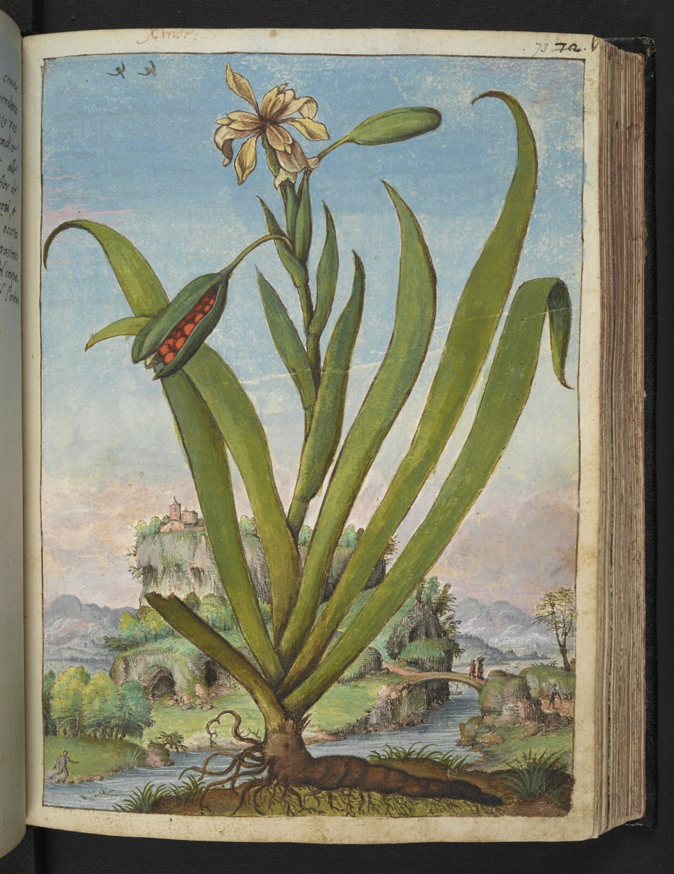 鸢尾花：有荚果的开花植物，选自 Gherardo Cibo 的 "罗马国家植物画作"，Add MS 22333，f073r，约 1564-84 年（纸面水彩和水粉画） 作者 赫拉尔多·西博