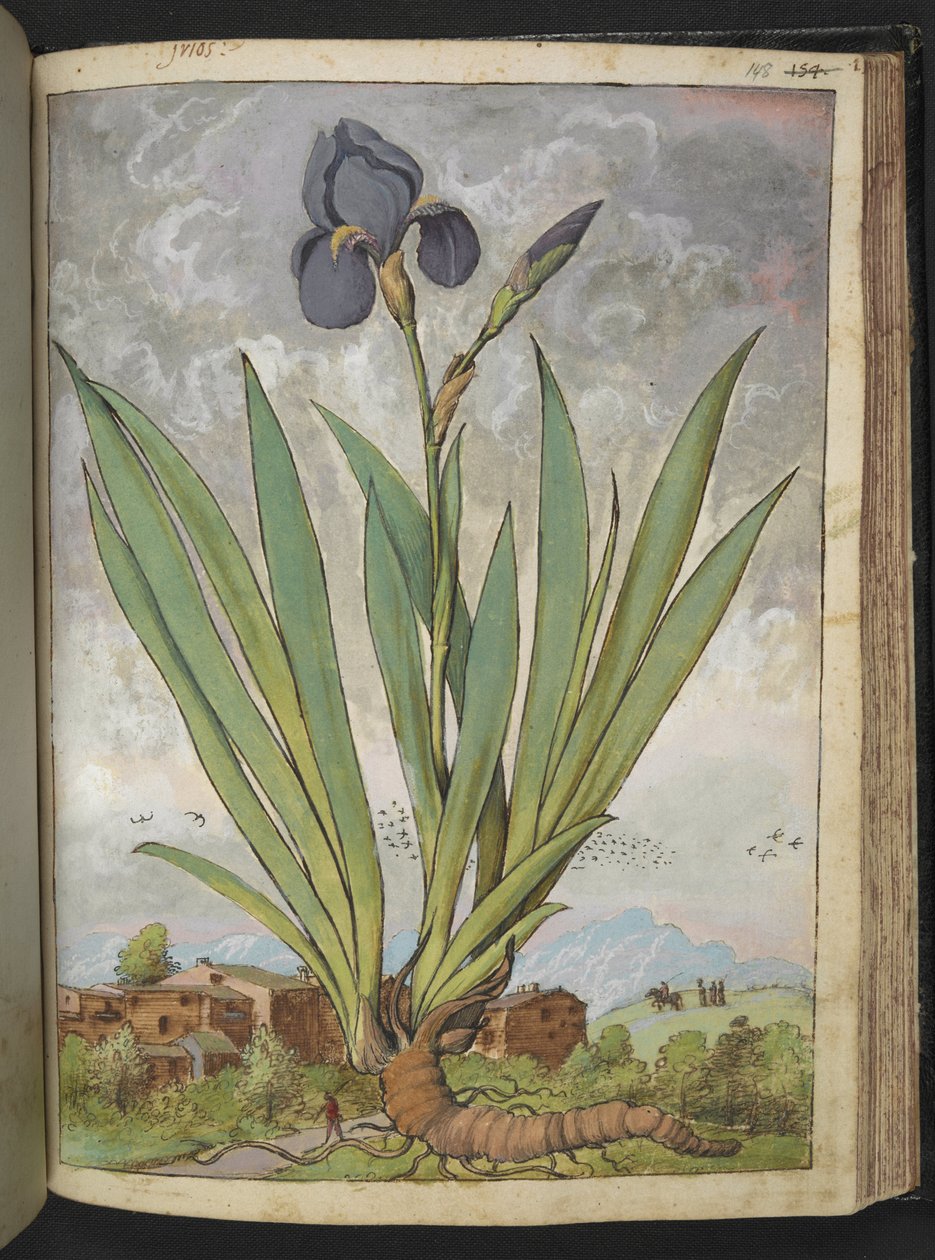 德国鸢尾花，选自杰拉尔多-西博的 "罗马国家的植物画"，Add MS 22333，f148r，约 1564-84 年（纸面水彩和水粉画） 作者 赫拉尔多·西博