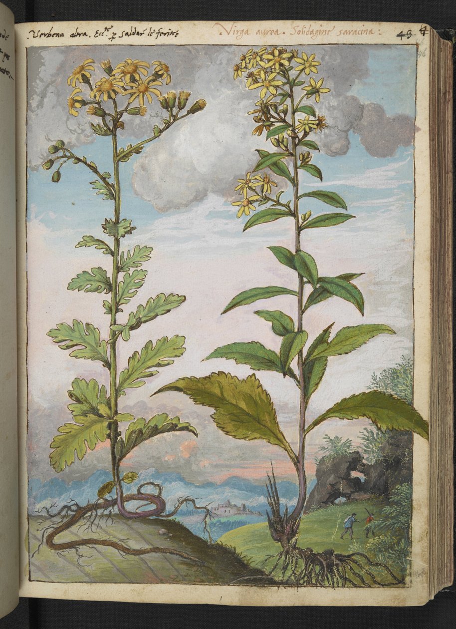 Jacobaeae vulgaris et Senecio ovatu，选自 Gherardo Cibo 的 "罗马各州的植物画"，Add MS 22333，f046r，约 1564-84 年（纸面水彩和水粉画）。 作者 赫拉尔多·西博