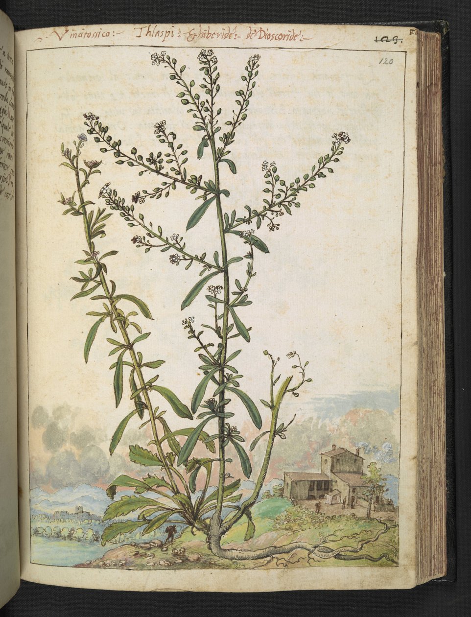 Lepidium graminifolium，选自 Gherardo Cibo 的 "罗马各州的植物画"，Add MS 22333，f120r，约 1564-84 年（纸面水彩和水粉画）。 作者 赫拉尔多·西博