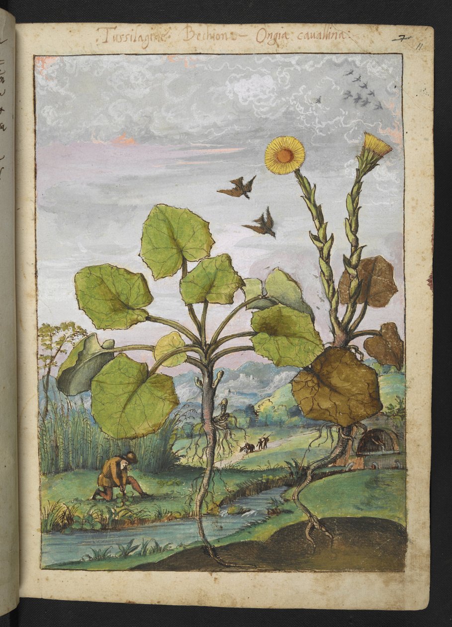 Ligularia tussilaginea（豹纹草），选自 Gherardo Cibo 的 "罗马国家植物画"，Add MS 22333，f011r，约 1564-84 年（纸面水彩和水粉画）。 作者 赫拉尔多·西博