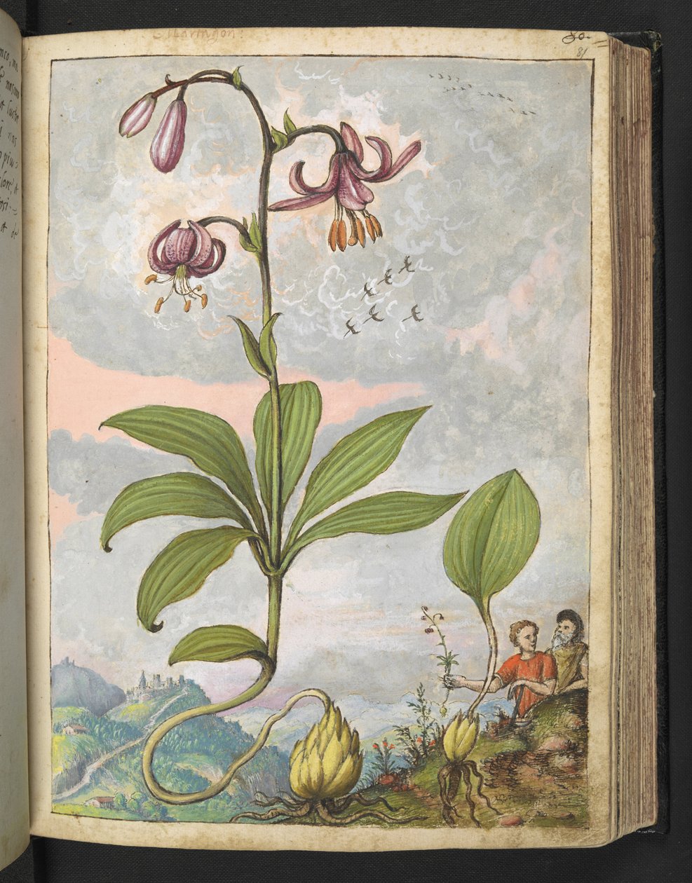 Lilium martagon，选自 Gherardo Cibo 的 "罗马国家的植物画"，Add MS 22333，f081r，约 1564-84 年（纸面水彩和水粉画）。 作者 赫拉尔多·西博