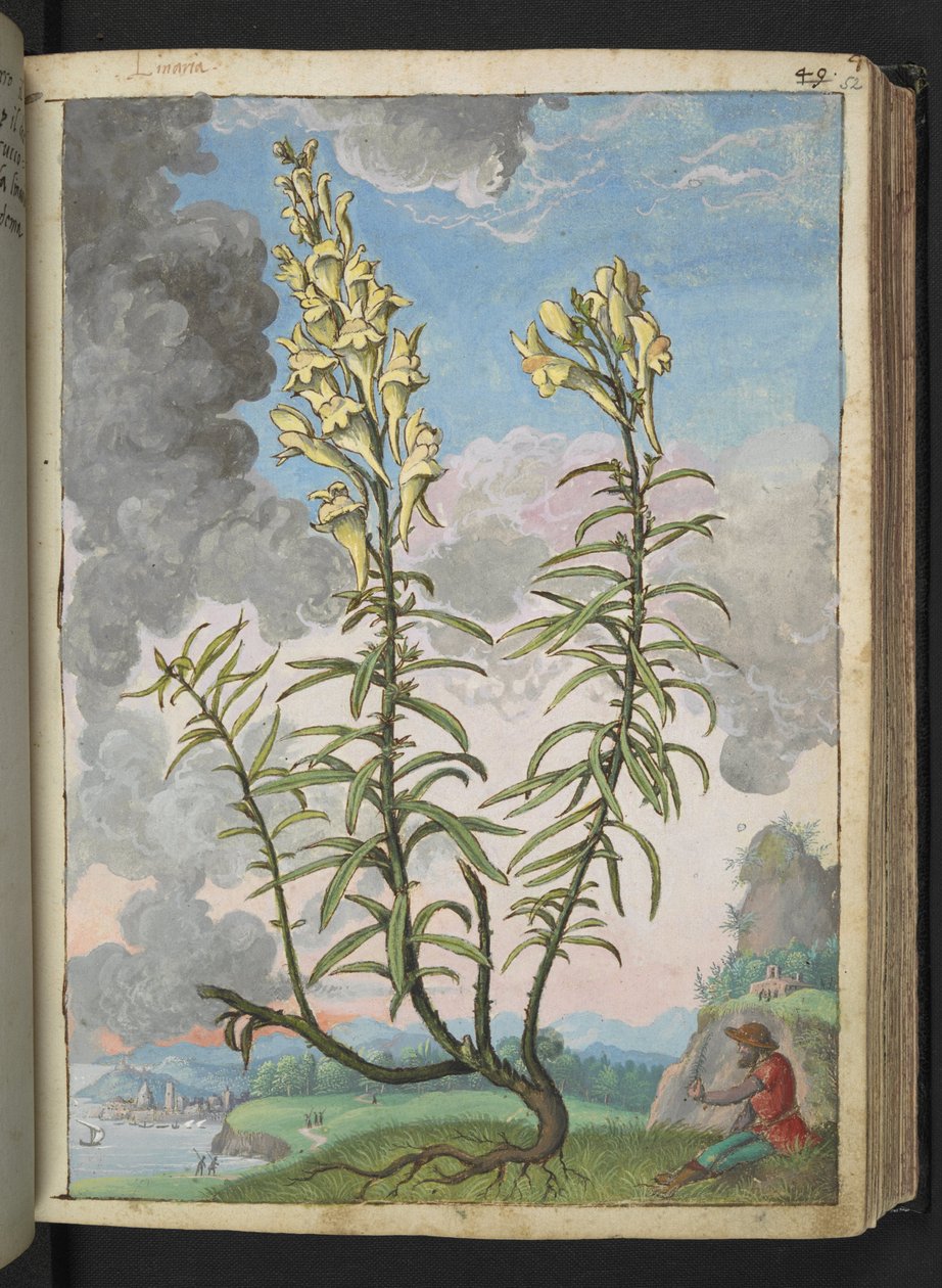 亚纲，选自杰拉尔多-西博的 "罗马各州的植物画"，Add MS 22333，f052r，约 1564-84 年（纸面水彩和水粉画） 作者 赫拉尔多·西博