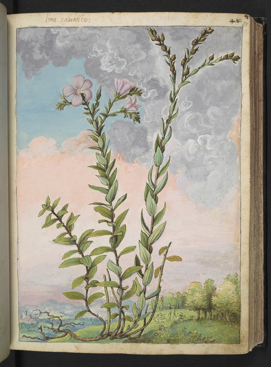 亚麻：开粉色花的高大植物，选自 Gherardo Cibo 的 "罗马各州的植物画"，Add MS 22333，f051r，约 1564-84 年（纸面水彩和水粉画）。 作者 赫拉尔多·西博