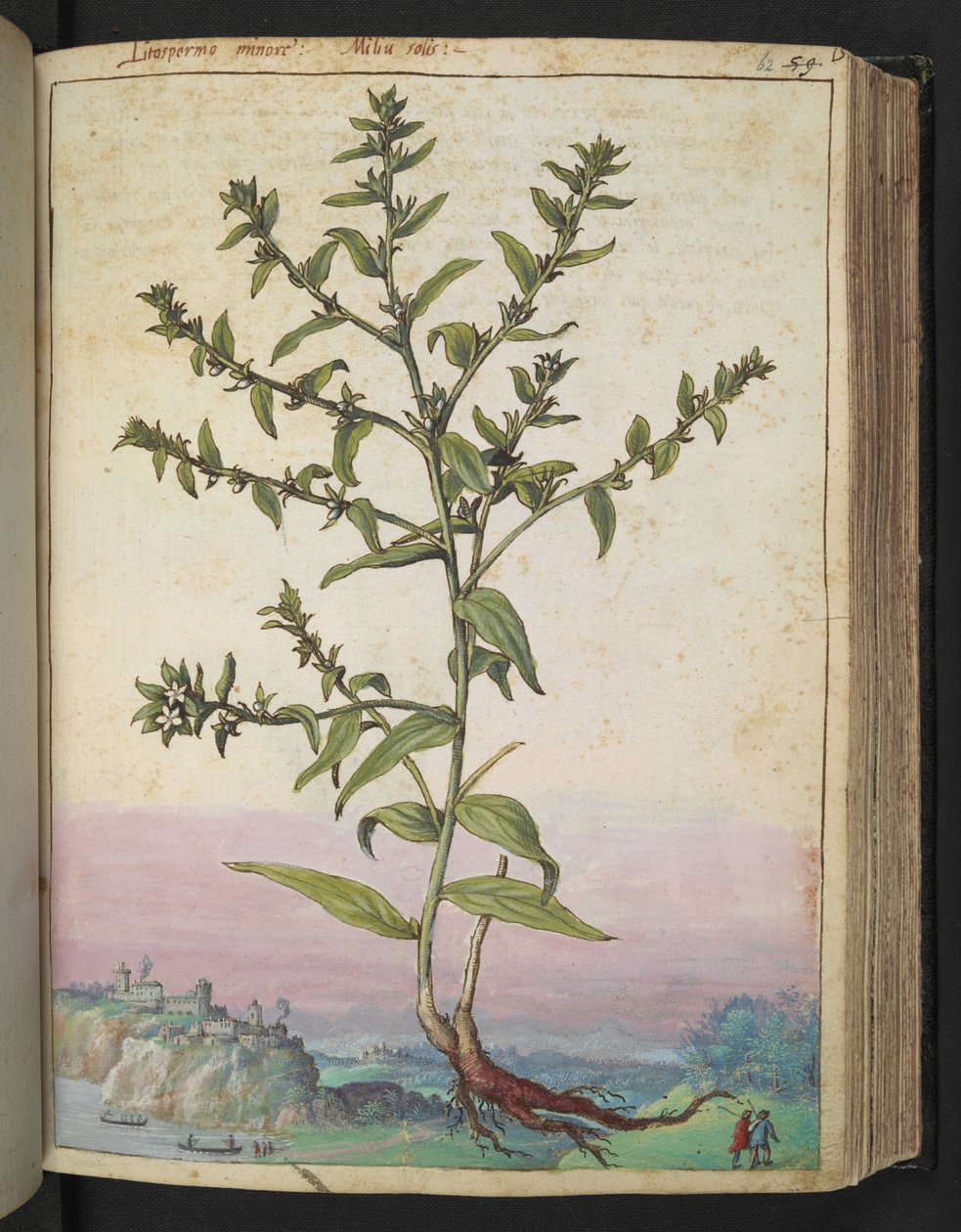 LITOSPERMUM OFFICINALE，选自 Gherardo Cibo 的 "罗马国家植物画"，Add MS 22333，f062r，约 1564-84 年（纸面水彩和水粉画）。 作者 赫拉尔多·西博