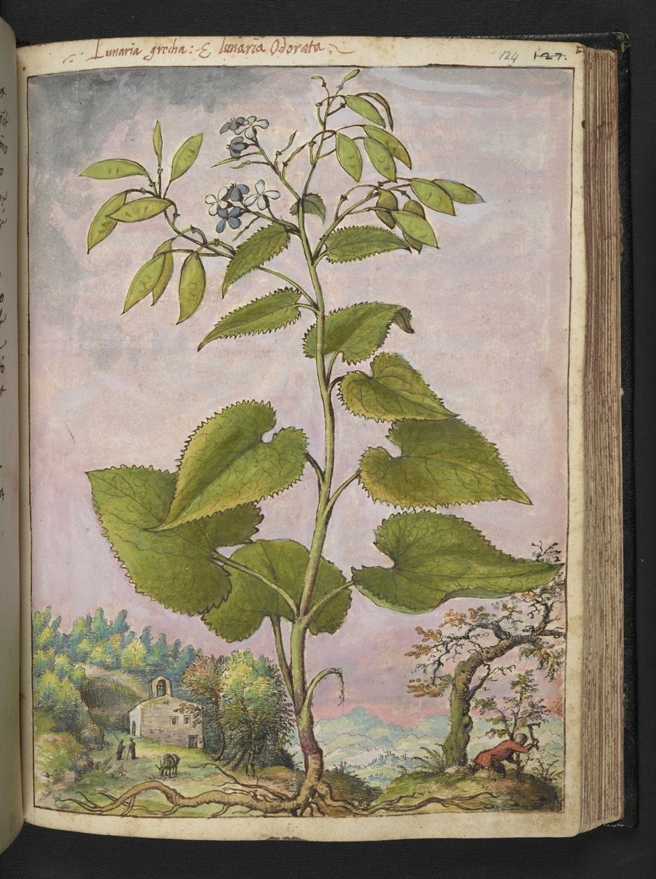 Lunaria redivivia，选自 Gherardo Cibo 的 "罗马各州的植物画"，Add MS 22333，f124r，约 1564-84 年（纸面水彩和水粉画）。 作者 赫拉尔多·西博