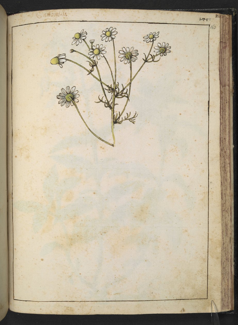 洋甘菊（Matricaria chamomilla），选自 Gherardo Cibo 的 "罗马各州的植物画"，Add MS 22333，f163r，约 1564-84 年（纸面水彩和水粉画） 作者 赫拉尔多·西博