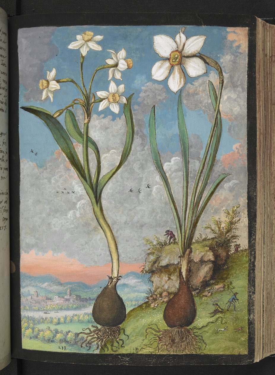 Narcissus tazetta 和 Narcissus poeticu：白色花瓣的植物，选自 Gherardo Cibo 的 "罗马各州的植物画"，Add MS 22333，f059r，约 1564-84 年（纸面水彩和水粉画） 作者 赫拉尔多·西博