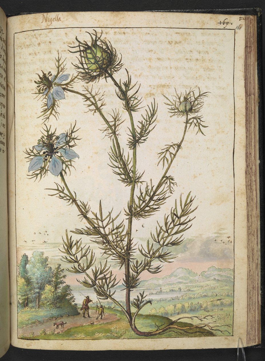 Nigella damascena，选自 Gherardo Cibo 的 "罗马国家的植物画"，Add MS 22333，f161r，约 1564-84 年（纸面水彩和水粉画） 作者 赫拉尔多·西博