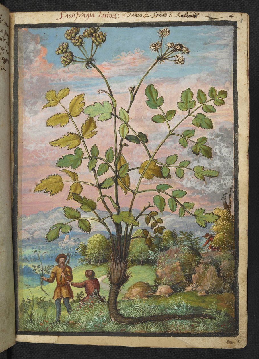 Oenanthe crocata，选自 Gherardo Cibo 的 "罗马各州的植物画"，Add MS 22333，f008r，约 1564-84 年（纸面水彩和水粉画）。 作者 赫拉尔多·西博