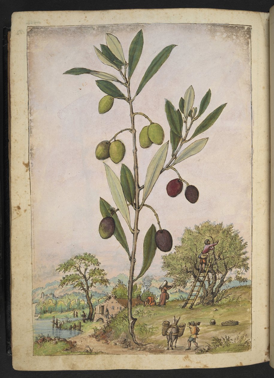 Olea europaea（橄榄树），选自 Gherardo Cibo 的 "罗马各州的植物画"，Add MS 22333，f181v，约 1564-84 年（纸面水彩和水粉画） 作者 赫拉尔多·西博