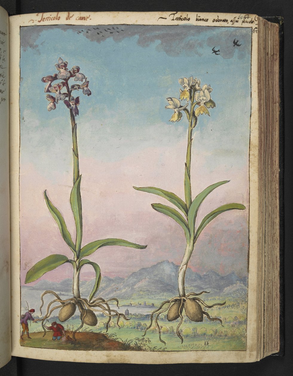 苍兰：两种开花植物，选自 Gherardo Cibo 的 "罗马国家植物画"，Add MS 22333，f064r，约 1564-84 年（纸面水彩和水粉画） 作者 赫拉尔多·西博