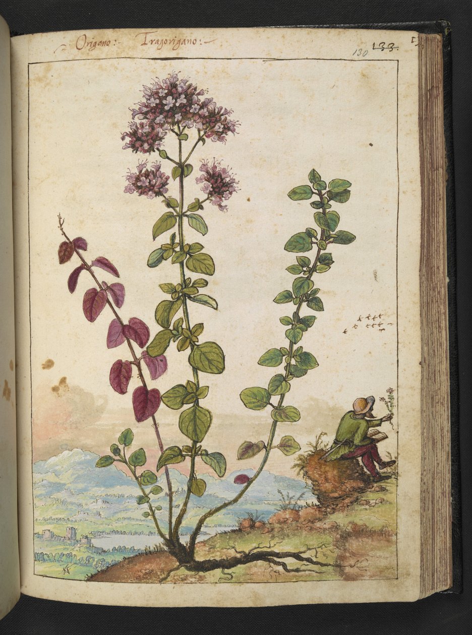 Origanum vulgare，选自 Gherardo Cibo 的 "罗马各州的植物画"，Add MS 22333，f130r，约 1564-84 年（纸面水彩和水粉画）。 作者 赫拉尔多·西博