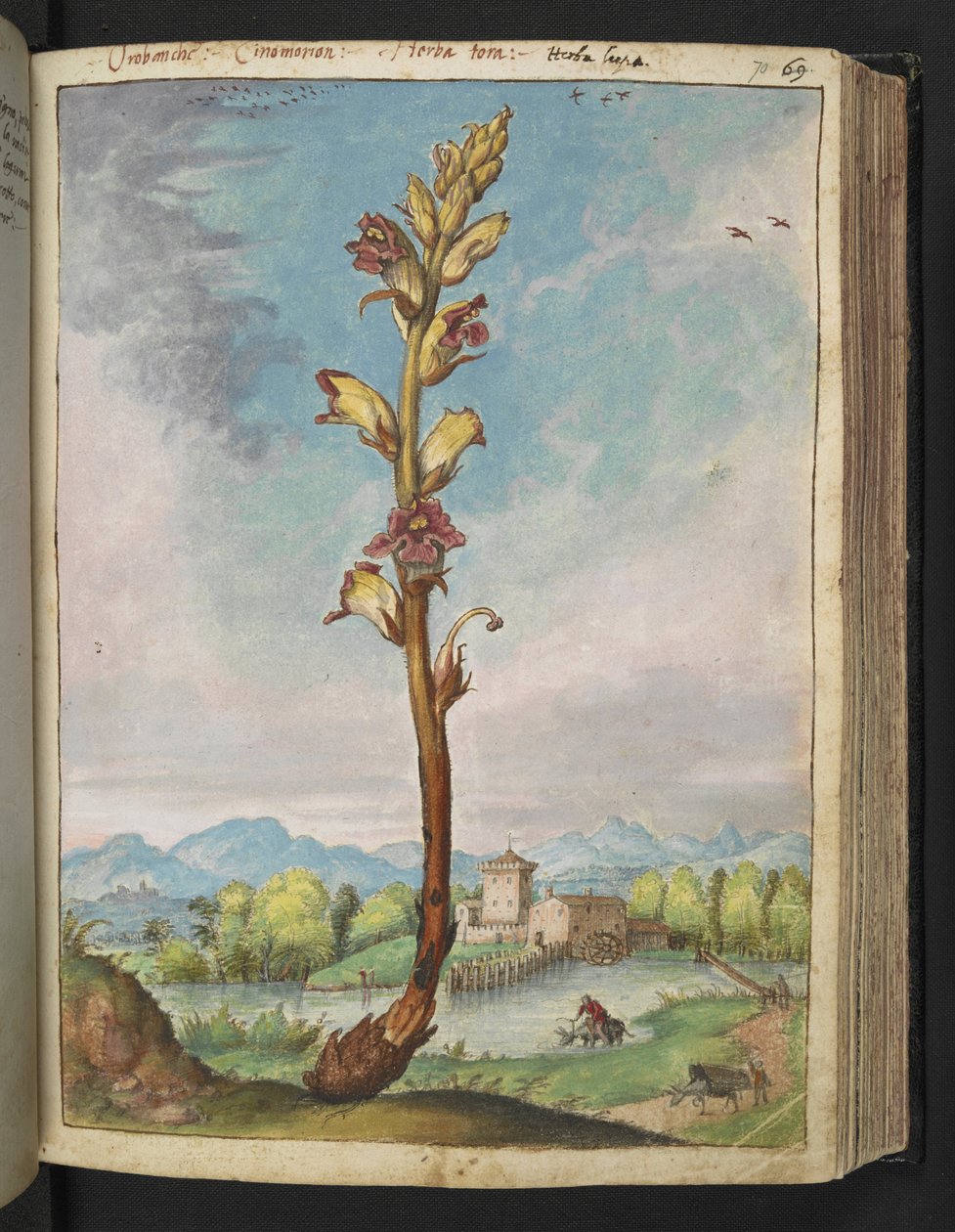 Orobanche gracilis，选自 Gherardo Cibo 的 "罗马各州的植物画"，Add MS 22333，f070r，约 1564-84 年（纸面水彩和水粉画）。 作者 赫拉尔多·西博