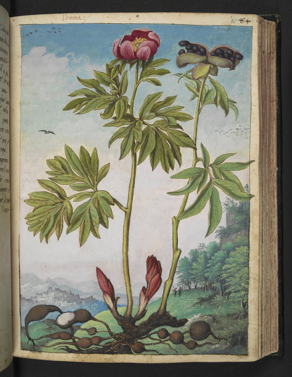 Paeonia officinalis，选自 Gherardo Cibo 的 "罗马各州的植物画"，Add MS 22333，f085r，约 1564-84 年（纸面水彩和水粉画） 作者 赫拉尔多·西博