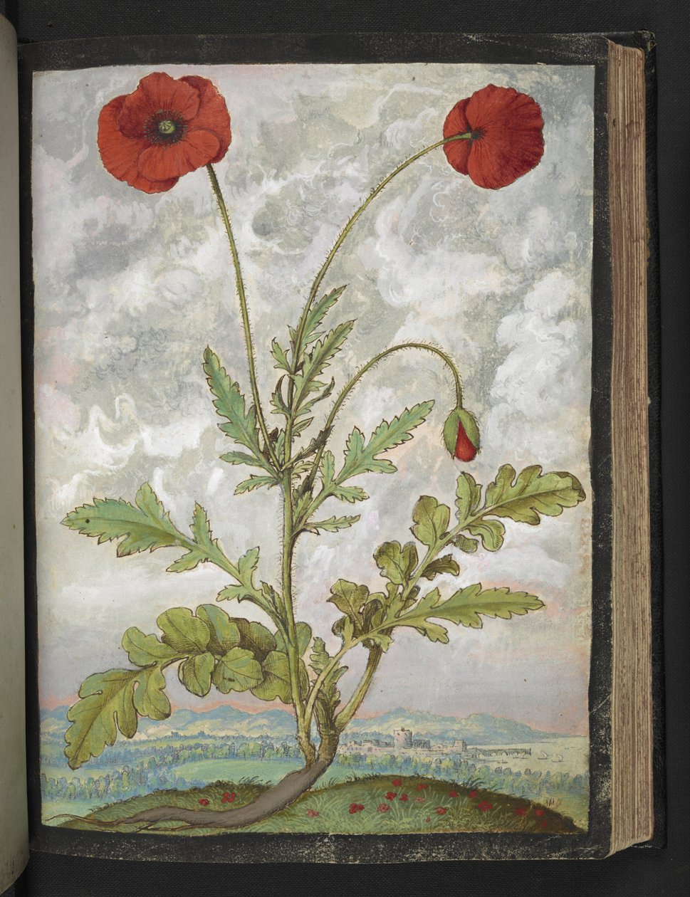 Papaver rhoeas（罂粟花），选自 Gherardo Cibo 的 "罗马各州的植物画"，Add MS 22333，f107r，约 1564-84 年（纸面水彩和水粉画） 作者 赫拉尔多·西博