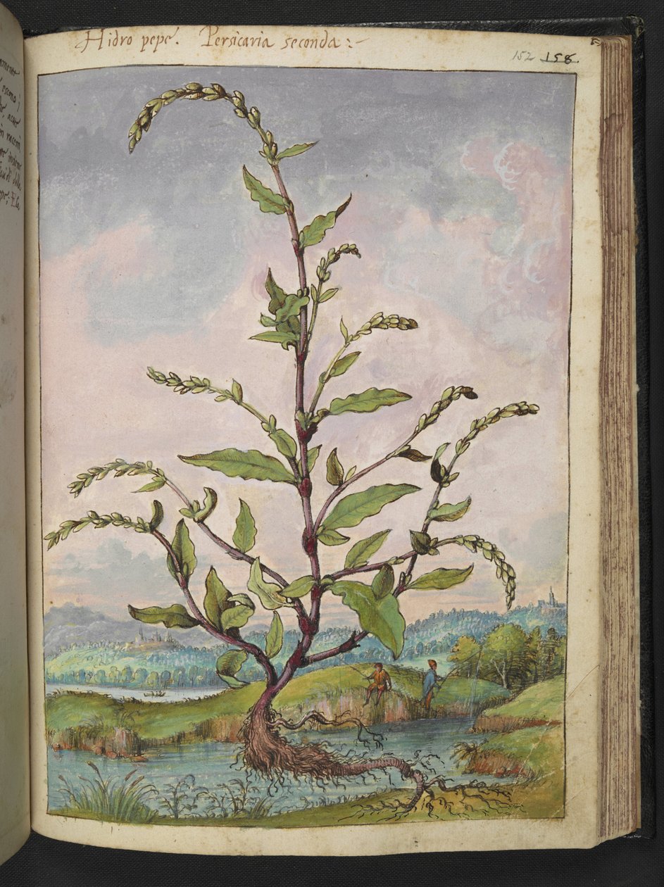 Persicaria hydropiper，选自 Gherardo Cibo 的 "罗马国家植物画"，Add MS 22333，f152r，约 1564-84 年（纸面水彩和水粉画）。 作者 赫拉尔多·西博