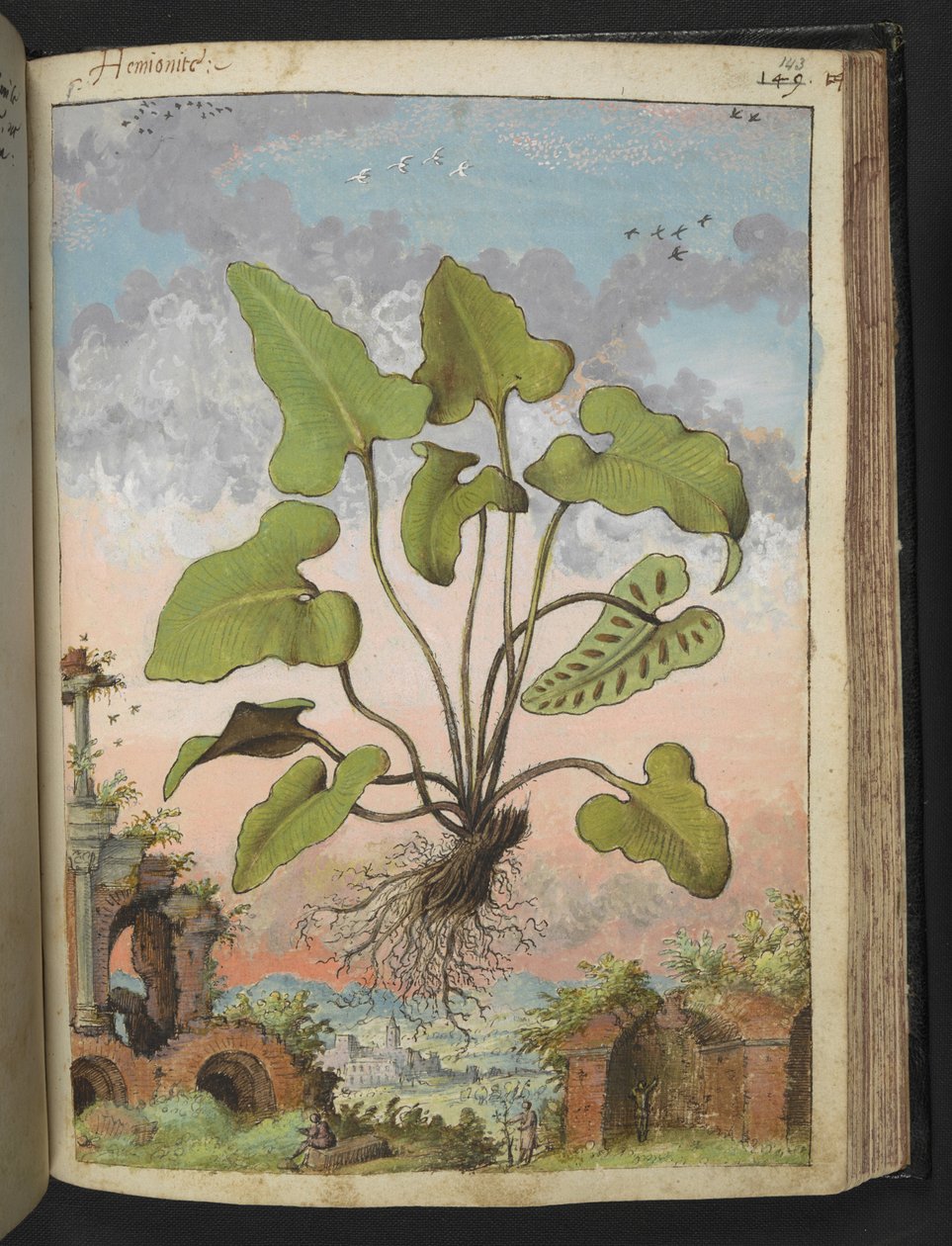 Phyllitis hemionitis，选自 Gherardo Cibo 的 "罗马各州的植物画"，Add MS 22333，f143r，约 1564-84 年（纸面水彩和水粉画）。 作者 赫拉尔多·西博