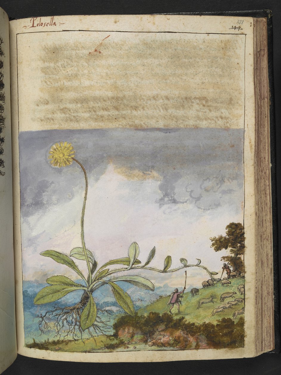 Pilosella officinarum，选自 Gherardo Cibo 的 "罗马各州的植物画"，Add MS 22333，f138r，约 1564-84 年（纸面水彩和水粉画）。 作者 赫拉尔多·西博