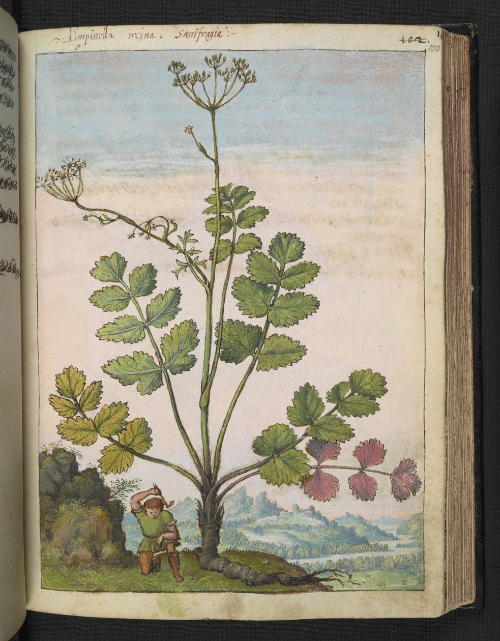 Pimpinella major，选自 Gherardo Cibo 的 "Paintings of Flora of the Roman States"，Add MS 22333，f100r，约 1564-84 年（纸面水彩和水粉画）。 作者 赫拉尔多·西博