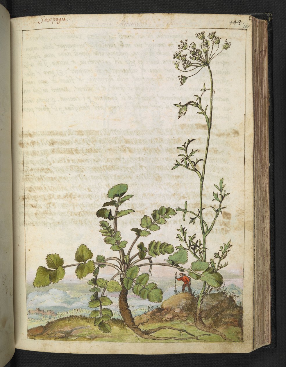 Pimpinella saxifraga，选自 Gherardo Cibo 的 "罗马国家植物画"，Add MS 22333，f101r，约 1564-84 年（纸面水彩和水粉画）。 作者 赫拉尔多·西博