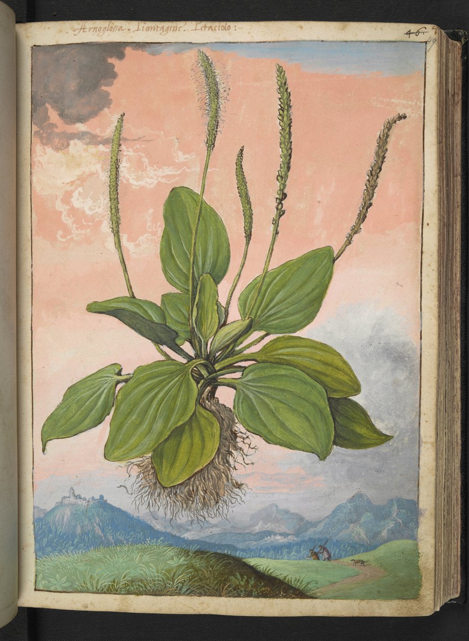 大车前草，选自 Gherardo Cibo 的 "罗马国家的植物画"，Add MS 22333，f049r，约 1564-84 年（纸面水彩和水粉画） 作者 赫拉尔多·西博