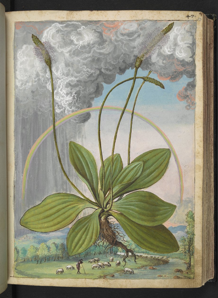 媒质车前草，选自杰拉尔多-西博的 "罗马国家的植物画"，Add MS 22333，f050r，约 1564-84 年（纸面水彩和水粉画） 作者 赫拉尔多·西博