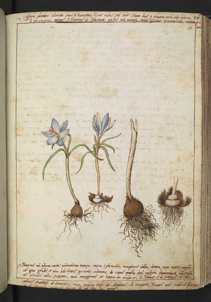 蓝色花朵间的植物，选自 Gherardo Cibo 的 "罗马国家的植物画"，Add MS 22333，f058r，约 1564-84 年（纸面水彩和水粉画） 作者 赫拉尔多·西博