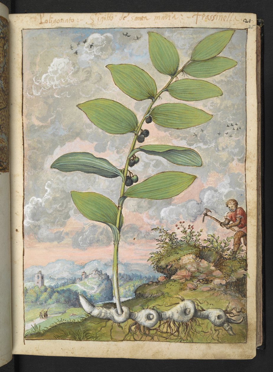玉竹：一种植物。拿着镐的男子，选自 Gherardo Cibo 的 "罗马国家植物画"，Add MS 22333，f025r，约 1564-84 年（纸面水彩和水粉画） 作者 赫拉尔多·西博