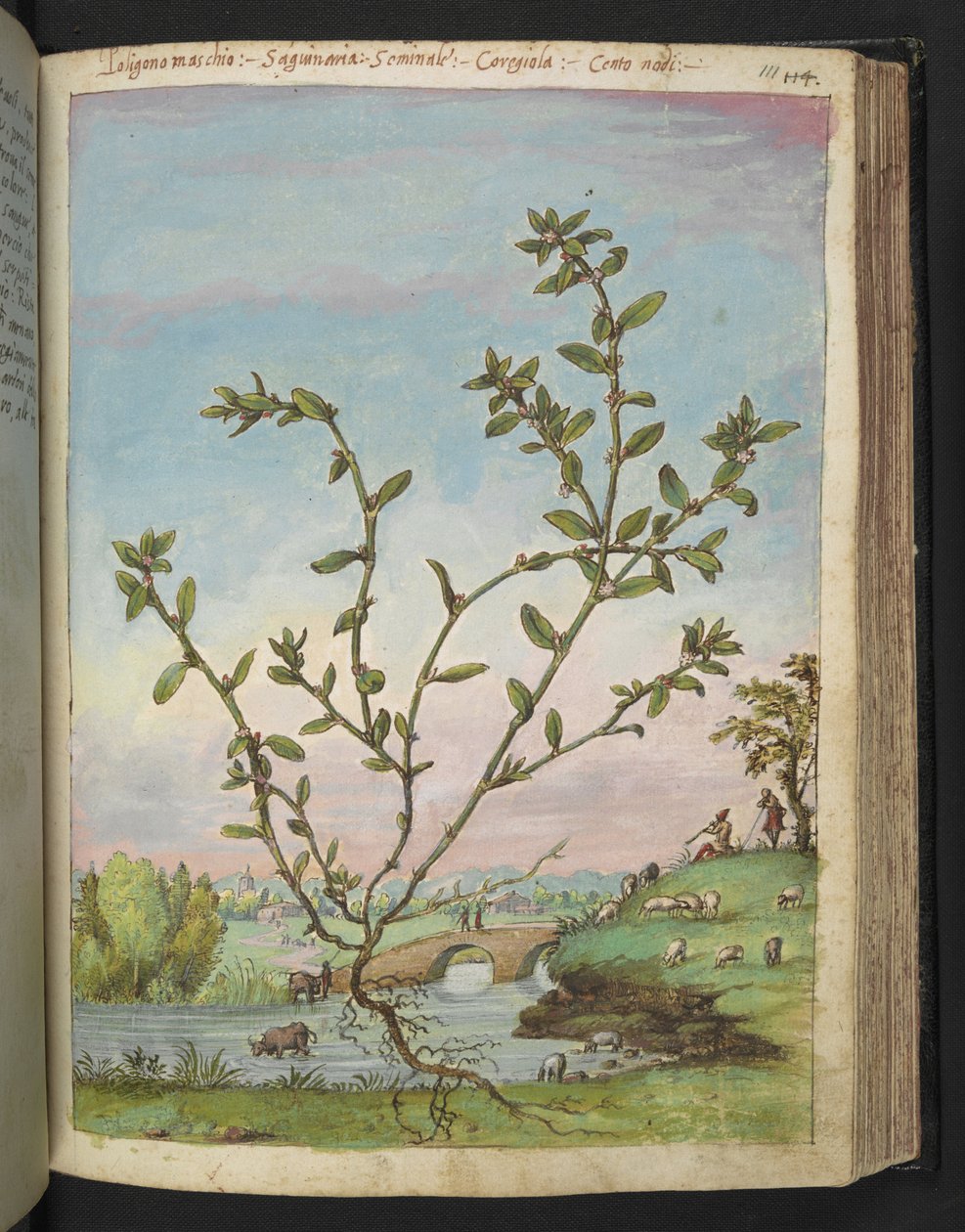 蓼属植物，选自 Gherardo Cibo 的 "罗马各州的植物画"，Add MS 22333，f111r，约 1564-84 年（纸面水彩和水粉画）。 作者 赫拉尔多·西博