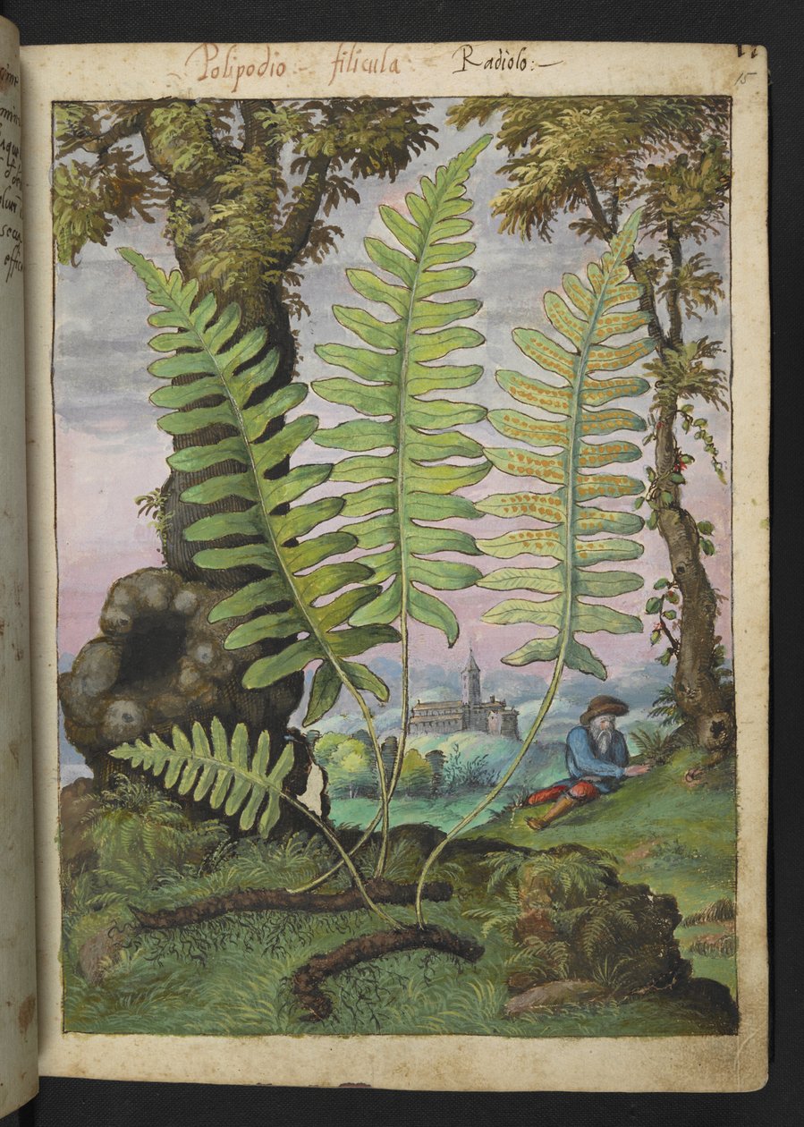 Polypodium，选自 Gherardo Cibo 的 "罗马国家植物画"，Add MS 22333，f015r，约 1564-84 年（纸面水彩和水粉画） 作者 赫拉尔多·西博