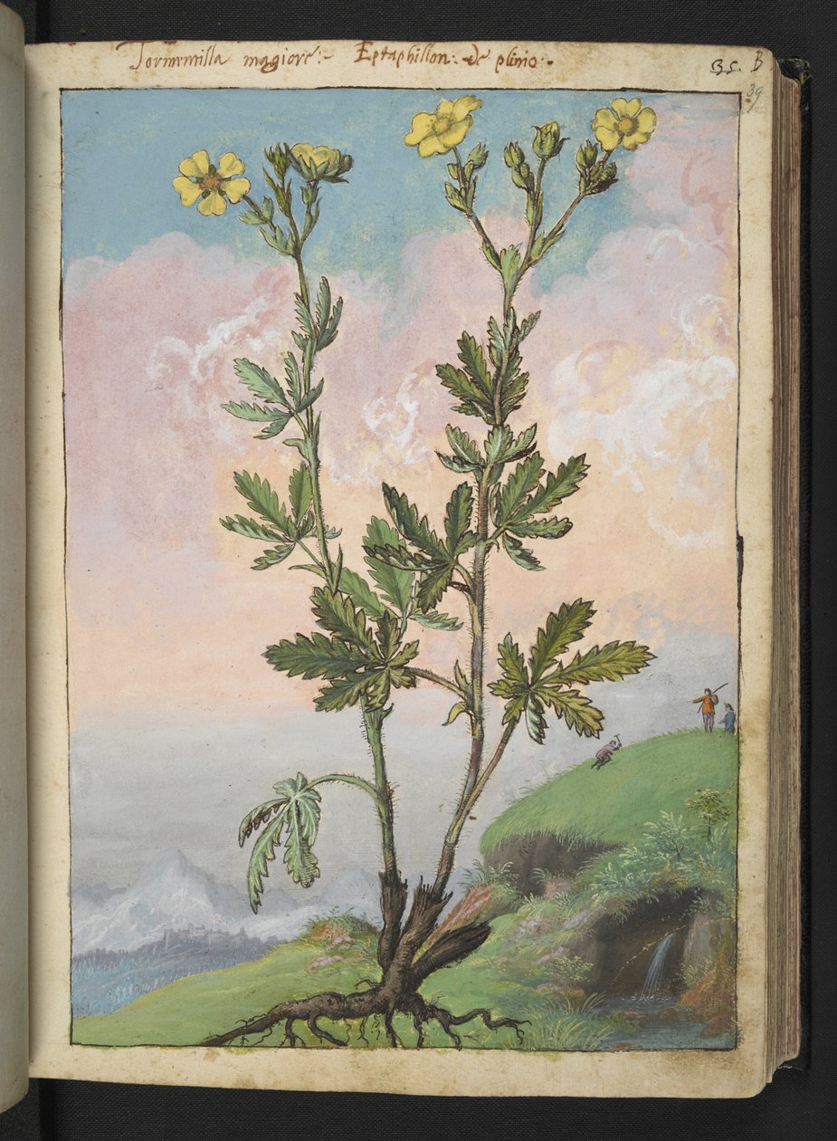 Potentilla recta：开黄花的植物，选自 Gherardo Cibo 的 "罗马国家植物画作"，Add MS 22333，f039r，约 1564-84 年（纸面水彩和水粉画）。 作者 赫拉尔多·西博