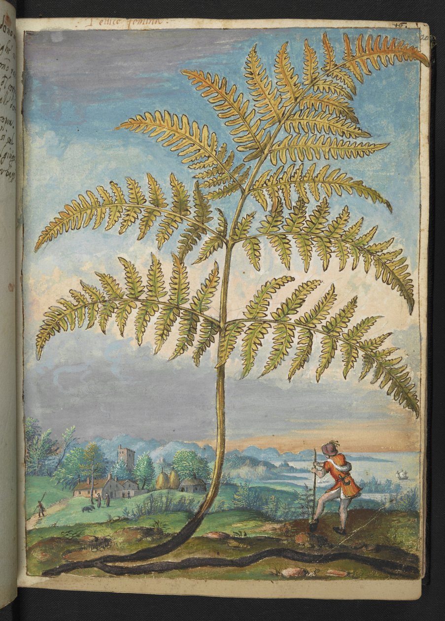 蕨类植物：蕨类植物，选自 Gherardo Cibo 的 "罗马国家植物画"，Add MS 22333，f020r，约 1564-84 年（纸面水彩和水粉画） 作者 赫拉尔多·西博