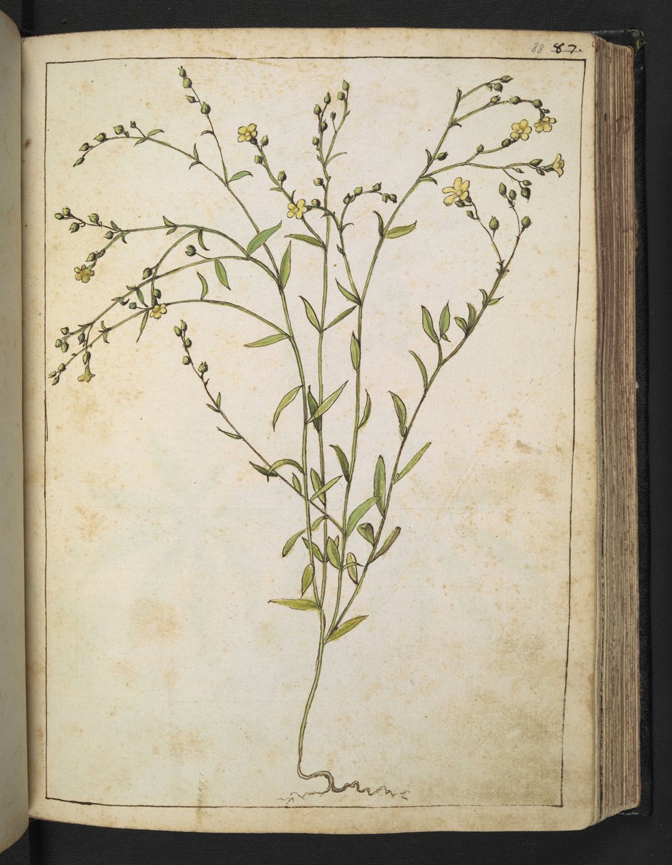 球茎小牡丹：开黄花的植物，选自 Gherardo Cibo 的 "罗马国家植物画"，Add MS 22333，f088r，约 1564-84 年（纸面水彩和水粉画） 作者 赫拉尔多·西博