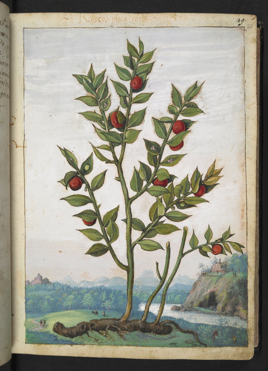 Ruscus aculeatus：一种结红色浆果的植物，选自 Gherardo Cibo 的 "罗马国家植物画"，Add MS 22333，f023r，约 1564-84 年（纸面水彩和水粉画）。 作者 赫拉尔多·西博