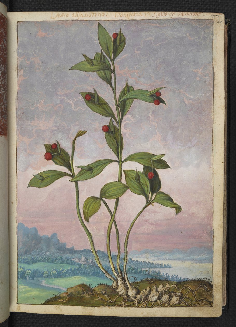 Ruscus hypoglossum：一种结红色浆果的植物，选自 Gherardo Cibo 的 "罗马国家植物画"，Add MS 22333，f024r，约 1564-84 年（纸面水彩和水粉画） 作者 赫拉尔多·西博