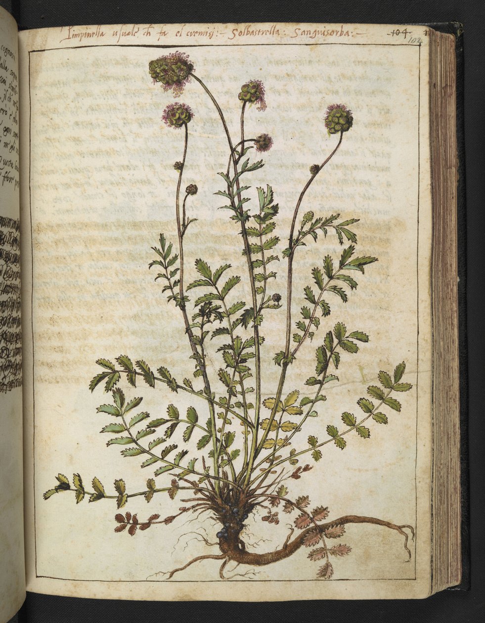 Sanguisorba minor，选自 Gherardo Cibo 的 "罗马国家植物画"，Add MS 22333，f102r，约 1564-84 年（纸面水彩和水粉画）。 作者 赫拉尔多·西博