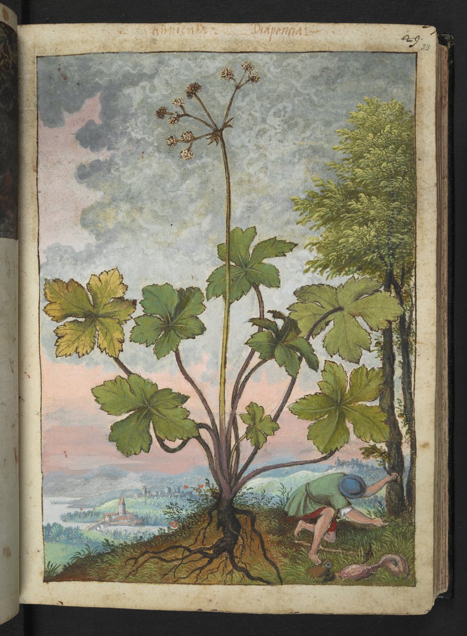 Sanicula europaea 和一个正在检查树根的男人，选自 Gherardo Cibo 的 "罗马各州的植物画"，Add MS 22333，f033r，约 1564-84 年（纸面水彩和水粉画） 作者 赫拉尔多·西博