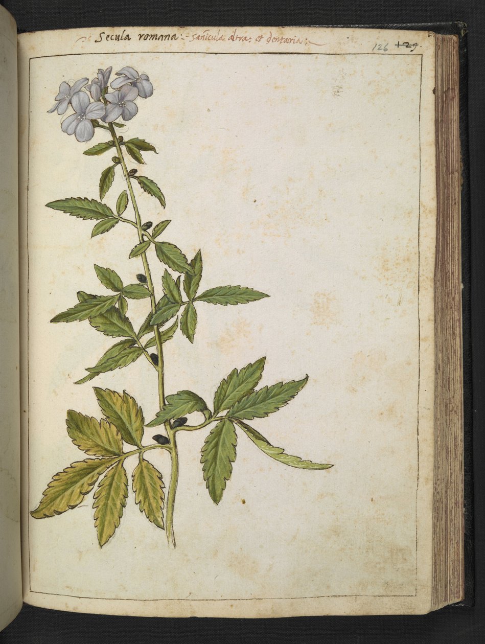 Sanicula，选自 Gherardo Cibo 的 "罗马国家的植物画"，Add MS 22333，f126r，约 1564-84 年（纸面水彩和水粉画） 作者 赫拉尔多·西博
