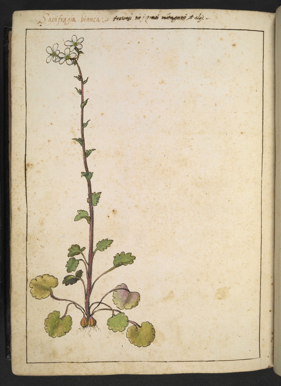 Saxifraga bianca，白色花瓣的高山花卉，选自 Gherardo Cibo 的 "罗马各州的植物画"，Add MS 22333，f180v，约 1564-84 年（纸面水彩和水粉画）。 作者 赫拉尔多·西博