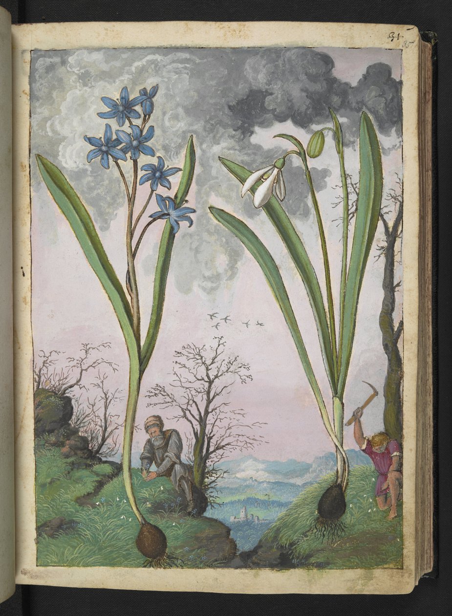 Scilla bifolia 和 Galanthus nivalis，选自 Gherardo Cibo 的 "罗马各州的花卉画"，Add MS 22333，f035r，约 1564-84 年（纸面水彩和水粉画）。 作者 赫拉尔多·西博