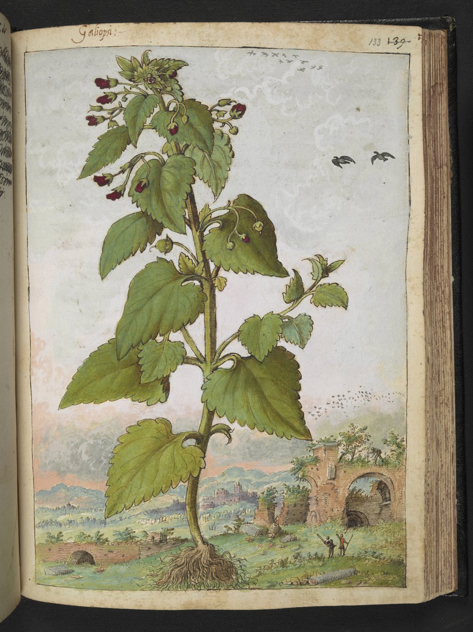 Scrophularia peregrina，选自 Gherardo Cibo 的 "罗马国家植物画"，Add MS 22333，f133r，约 1564-84 年（纸面水彩和水粉画）。 作者 赫拉尔多·西博