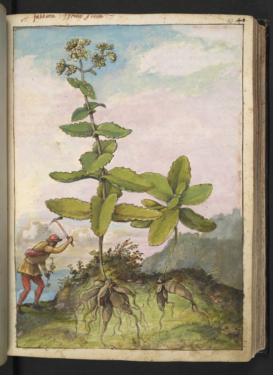 Sedum telephium，选自 Gherardo Cibo 的 "罗马国家植物画"，Add MS 22333，f043r，约 1564-84 年（纸面水彩和水粉画） 作者 赫拉尔多·西博