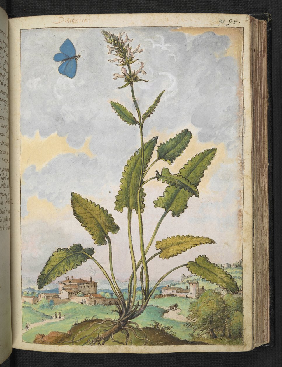Stachys officinalis，选自 Gherardo Cibo 的 "罗马各州的植物画"，Add MS 22333，f093r，约 1564-84 年（纸面水彩和水粉画）。 作者 赫拉尔多·西博