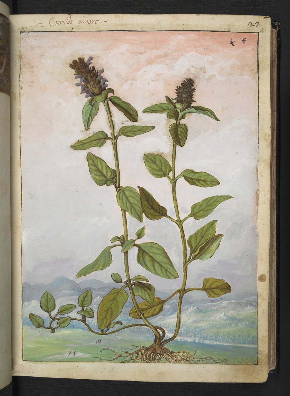 Symphytum bulbosum（球茎紫草），选自 Gherardo Cibo 的 "罗马各州的植物画"，Add MS 22333，f031r，约 1564-84 年（纸面水彩和水粉画）。 作者 赫拉尔多·西博