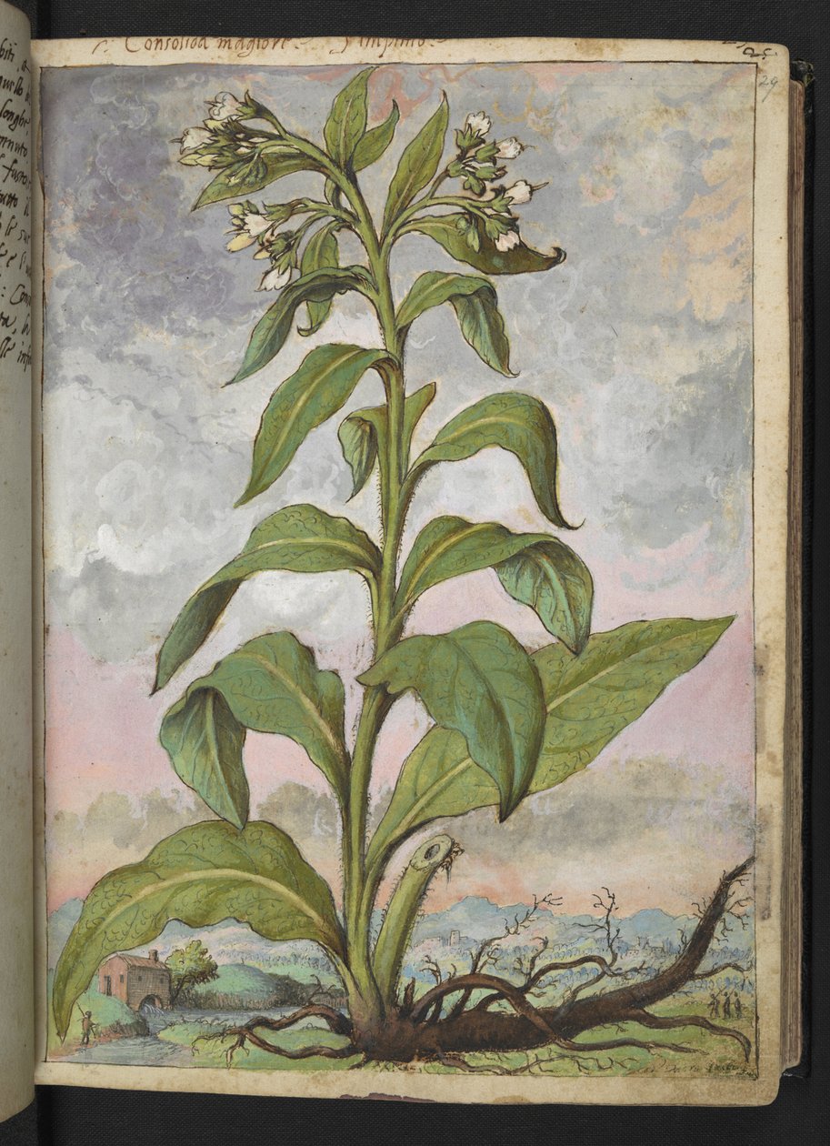 Symphytum officinale（紫草），选自 Gherardo Cibo 的 "罗马各州的植物画"，Add MS 22333，f029r，约 1564-84 年（纸面水彩和水粉画）。 作者 赫拉尔多·西博
