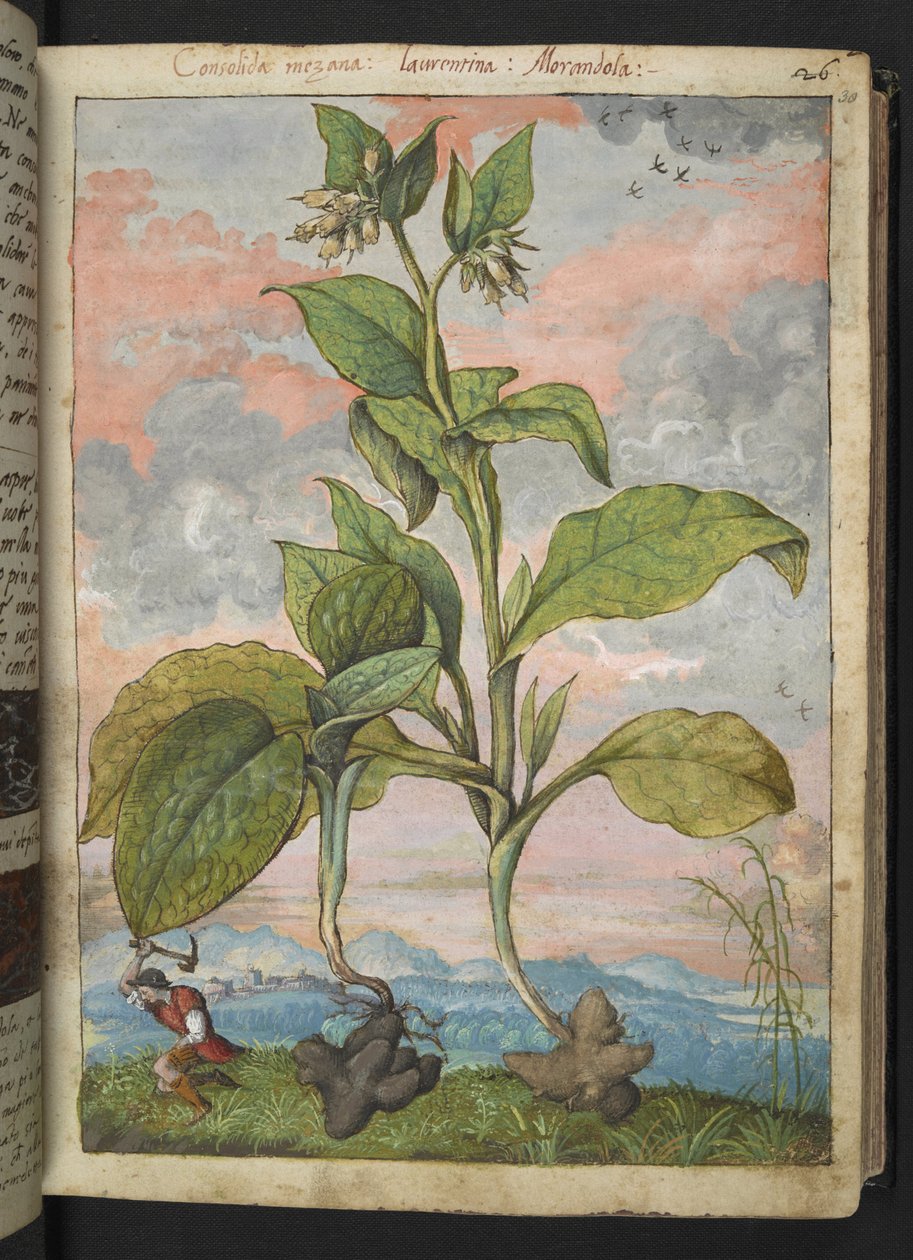 Symphytum tuberosum，选自 Gherardo Cibo 的 "罗马各州的植物画"，Add MS 22333，f030r，约 1564-84 年（纸面水彩和水粉画）。 作者 赫拉尔多·西博