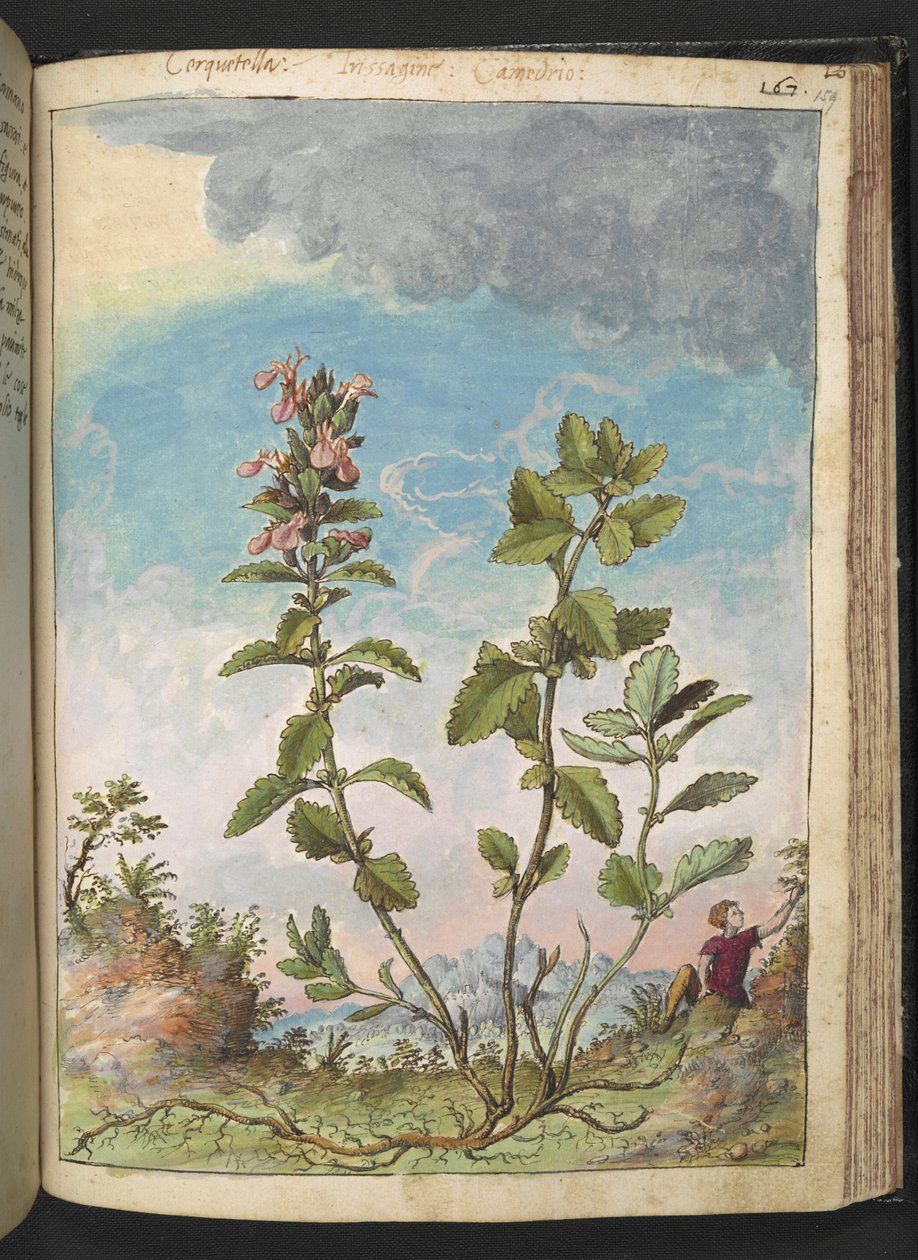 Teucrium chamaedrys（壁日耳曼），选自 Gherardo Cibo 的 "罗马各州的植物画"，Add MS 22333，f159r，约 1564-84 年（纸面水彩和水粉画）。 作者 赫拉尔多·西博