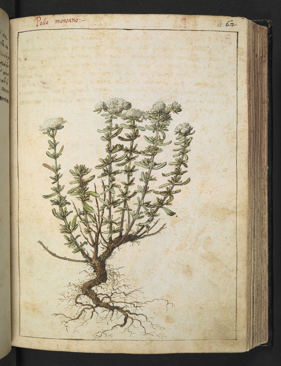Teucrium montanum，选自 Gherardo Cibo 的 "罗马各州的植物画"，Add MS 22333，f068r，约 1564-84 年（纸面水彩和水粉画）。 作者 赫拉尔多·西博