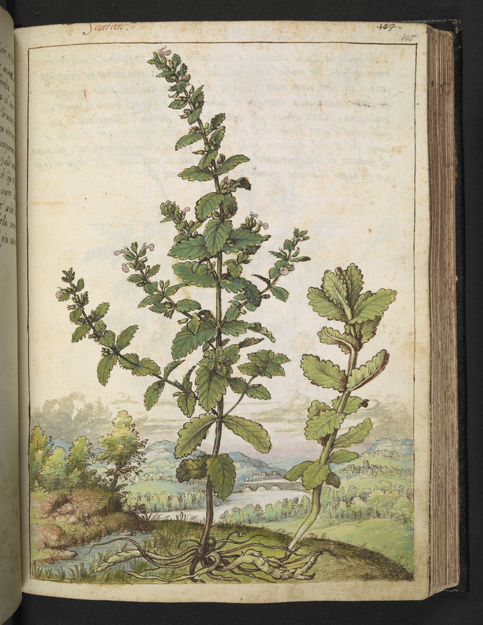 Teucrium scordium，选自 Gherardo Cibo 的 "罗马国家植物画"，Add MS 22333，f105r，约 1564-84 年（纸面水彩和水粉画）。 作者 赫拉尔多·西博